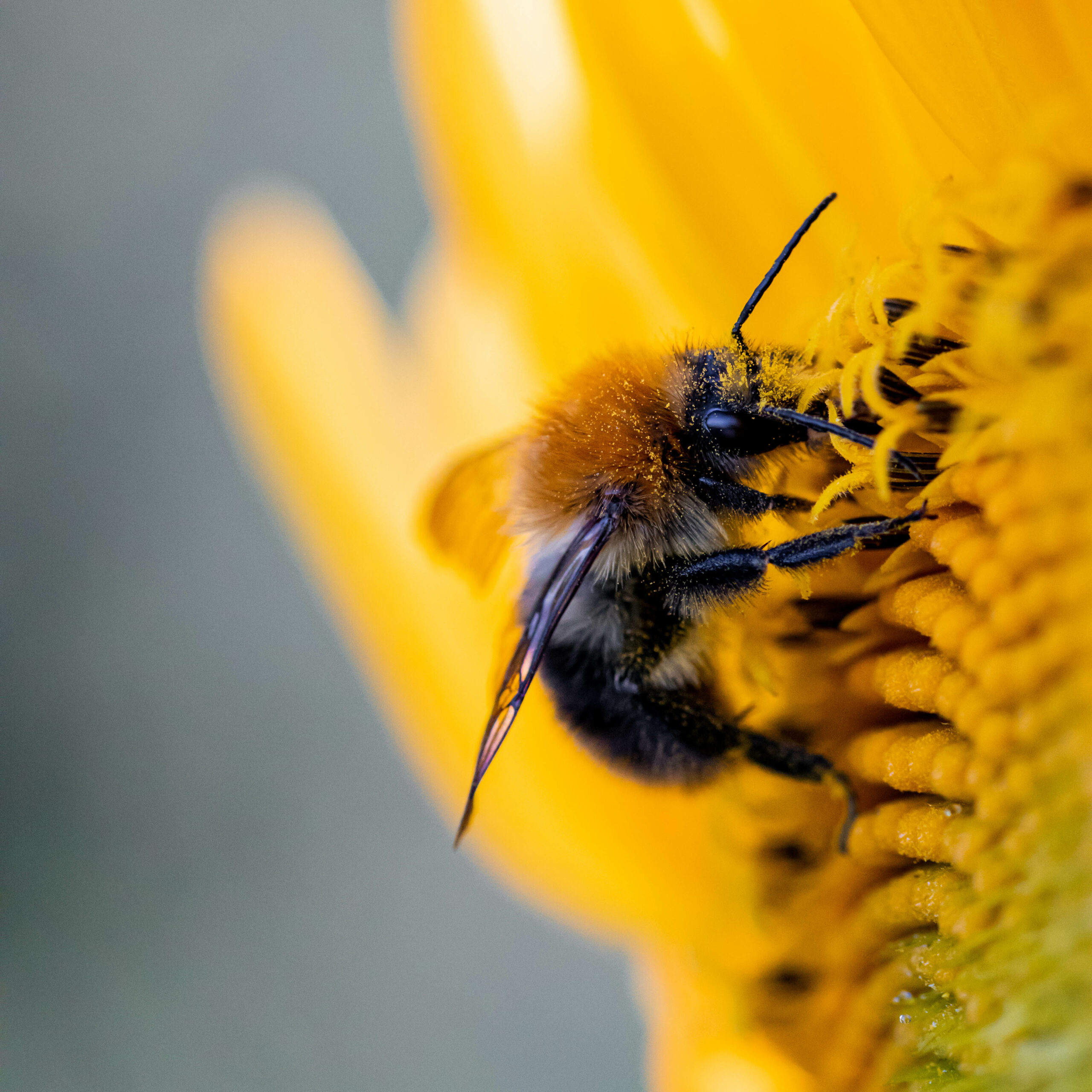 Mach dein Ding! 2022 – Teil 4: Waldkindergarten "Waldkinder" - Blüten für Insekten! 1