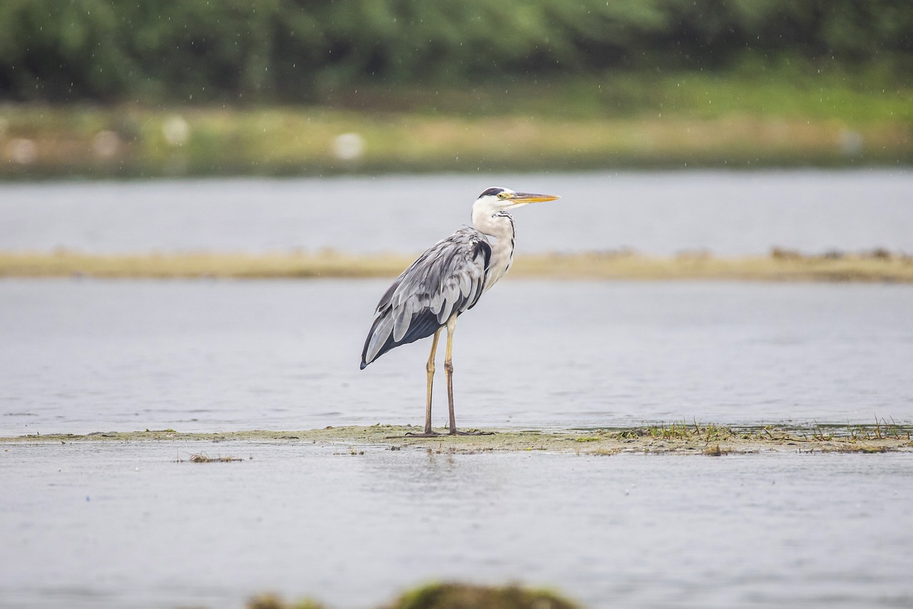 Wassermanagement sorgt für Bestand eines Vogelschutzgebietes in NRW 1